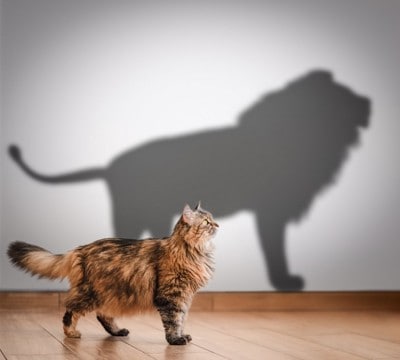 猫と『ネコ科の動物』の共通点と異なる点5つ 能力や習性の比較やルーツに関する知識まで