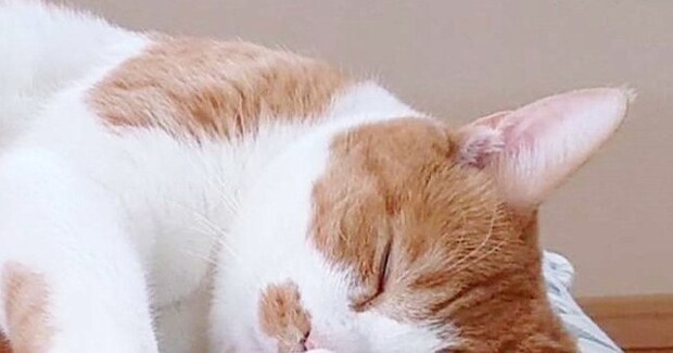 お昼寝中の猫がギュッと『抱きしめていたもの』とは……尊い瞬間に癒される人が続出「アクロバティックで可愛すぎるw」「肉球サービス」