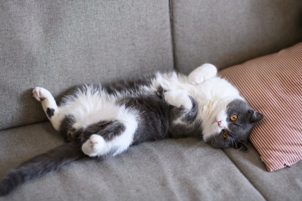 お腹を見せる猫