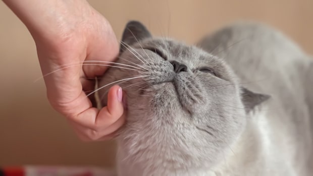 猫をなでる女性