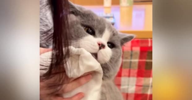 顔を拭かれるのに耐えられなくなった猫…赤ちゃんのような『尊い仕草』が55万再生「自分の可愛さを理解してるｗ」「お利口さんだね」