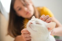 猫が絶対に触られたくない『体の部位』4選　嫌がる理由や正しいスキンシップのコツも解説