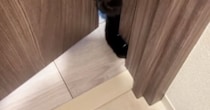 何としてでも部屋の中に入りたい猫→『顔』を使って……必死な様子に笑ってしまう人が続出「ねじ込んだｗ」「一生懸命で好き」と反響