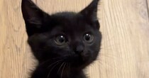 小さくて可愛らしかった『きゅるんとした瞳の子猫』が、現在…驚きの『成長ビフォーアフター』に笑う人が続出「変身したｗ」「鋭くなられてｗ」