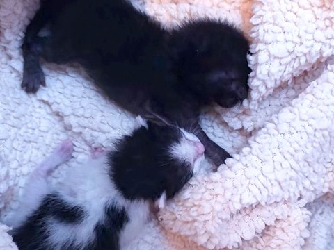 茂みの中で必死に鳴いていた『危険な状態の赤ちゃん猫』を保護…成長していく様子に感動の声「ほんとに良かったね」「涙が出た」と18万再生