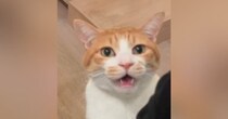 『ママと一緒に寝たい猫』→夜になると……とんでもなく尊い『アピールの様子』が42万再生「鳴き声が最強ｗ」「最優先で一緒に寝ちゃう」