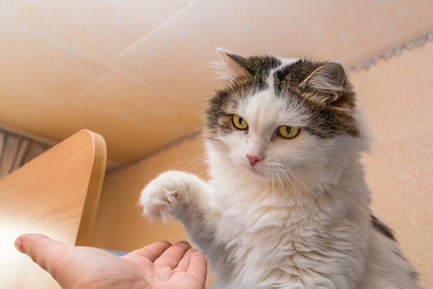 人の手を攻撃しようとする猫