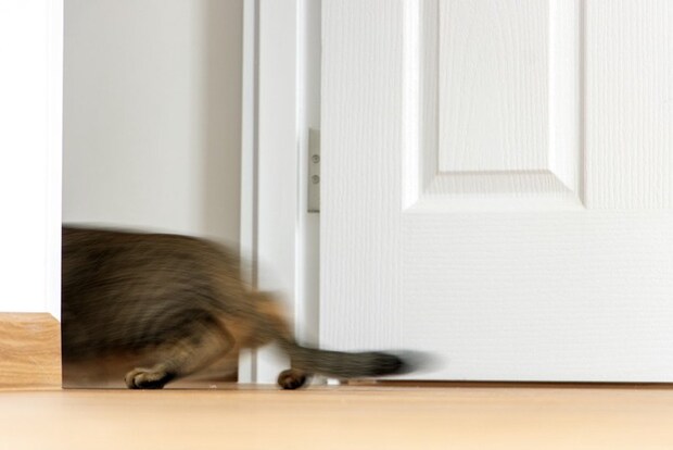 室内を全力疾走する猫