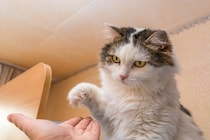 猫の『興奮スイッチ』が入ったときのサイン4つ　どんなときに表れる？落ち着かせるための対処法も
