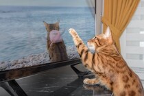 猫が『テレビ』に夢中になっているときの理由4つ　どんな映像に反応する？興味を示す番組の特徴まで