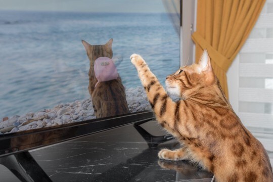 猫が『テレビ』に夢中になっているときの理由4つ どんな映像に反応する?興味を示す番組の特徴まで