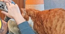 寝転がってスマホを見ていると、『猫』がやってきて……『うらやましすぎる光景』が182万表示「動きが慣れているｗ」「うわぁいいなぁ」