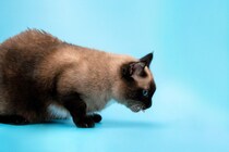 猫の『嘔吐』を減らすための方法5選　吐きやすくなる原因や見直したい習慣も解説