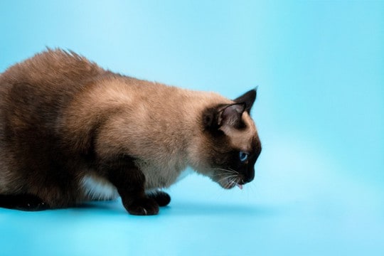 猫の『嘔吐』を減らすための方法5選 吐きやすくなる原因や見直したい習慣も解説