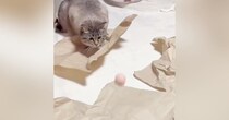 ボールを『真剣に見つめていた猫』→次の瞬間……まさかの展開に「天然っぷりがかわいいｗ」「何狙ってるのｗ」と13万表示の反響