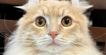 『猫が静かだな』と思ったら……家の中を探していると？→まさかの瞬間に爆笑の声「人間味ありすぎるｗ」「上手だねｗ」と15万表示