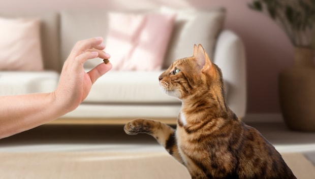 おやつに興味津々な猫