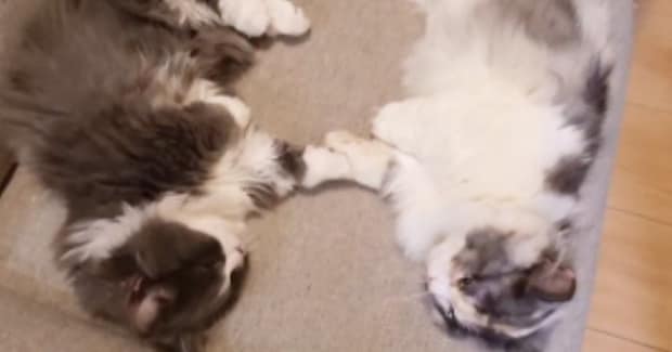 2匹の猫が『手を繋いでいる』と思ったら→『予想外の行動』をとり始めて…尊すぎる光景が32万再生「癒されるー」「最高にかわいいｗ」