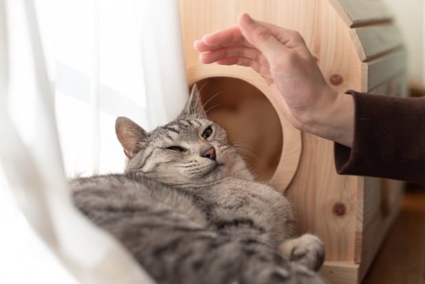 嫌そうな顔の猫