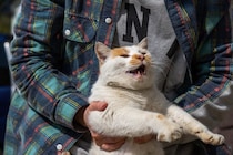猫が『うざい』と感じる飼い主の行動5選　不快な気持ちになる理由から適切な接し方まで