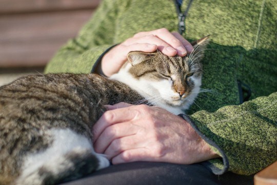 猫が『ハイシニア』になると起こる変化6つ 何歳から超高齢になるの?飼い主ができるサポートまで