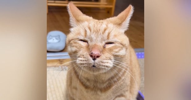 眠気に耐えながら『何かを伝えようとする猫』→口を小さく開けると…『たまらなく可愛い瞬間』が120万再生「眠そうw」「抱きしめたい」