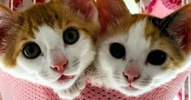 とっても仲良しな『きょうだい子猫』→大きく成長した『現在』…微笑ましいビフォーアフターに反響「めちゃめちゃ可愛い」「わぁ幸せだね」