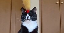 ちょっぴり『鈍臭い猫』が動くおもちゃをパンチしようとしたら…つい笑ってしまう『まさかの光景』に２万いいね「かわいい」「病みつきになる」