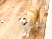 朝帰りしてしまった飼い主→ネコたちが出迎えてくれたかと思いきや…『想定外のリアクション』に反響「冷静に塩対応ｗ」「何してたんだ？って顔」