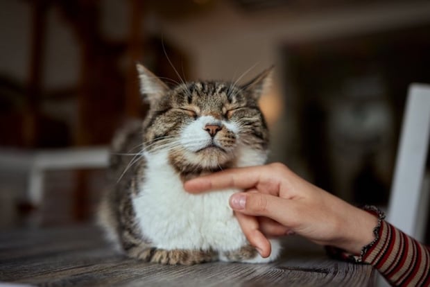 アゴを撫でられる猫