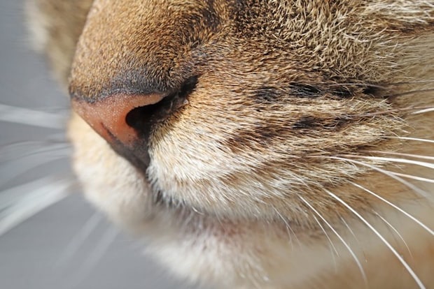 猫の鼻