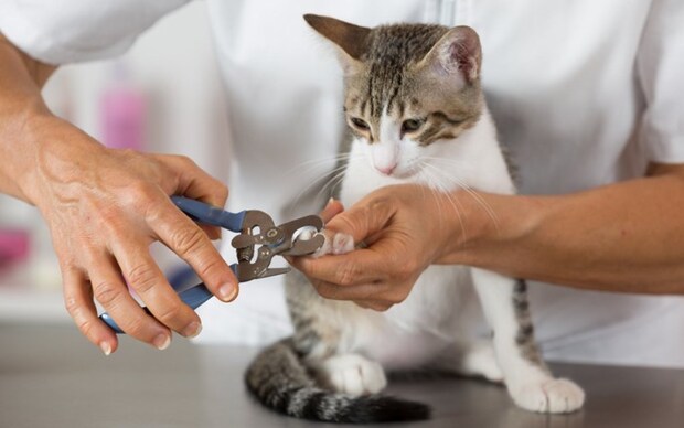 猫の爪切り