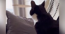 猫を『病院で間違えられた名前』で呼んでみたら……驚きの『賢すぎる反応』が27万再生「ナンチャラｗｗ」「根に持ってるのかなｗ」と反響