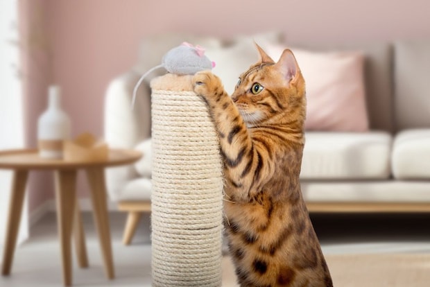 猫と爪とぎおもちゃ