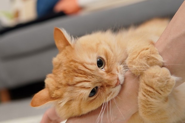 怒っている猫（マンチカン）