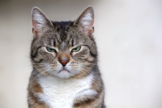 猫に『欲求不満』を抱えさせないための予防法3選　トラブルの危険性や満足度を高めるコツまで