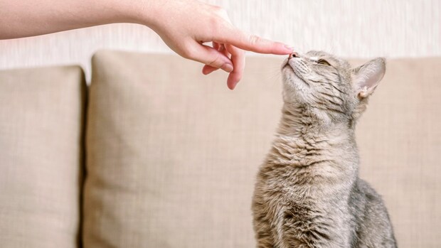 鼻を触られる猫