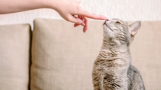 猫も人も発症する『人獣共通感染症』5つ 主な原因や症状、知っておくべき予防法まで