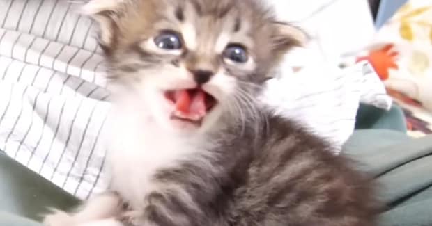 ミルクを待ちきれない『赤ちゃん猫』…とんでもなく尊い『全力アピール』に「本当にたまらない」「ご飯3杯はいけるw」と悶絶の声