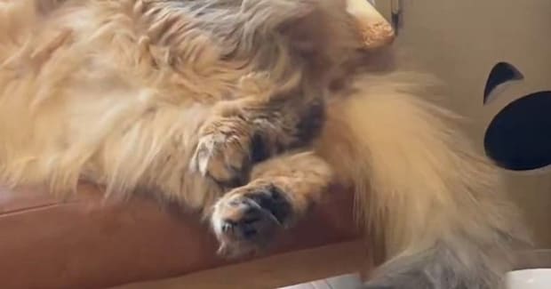 猫がいる方向から『謎の音』→何かと思ったら…『まさかの行動』に笑ってしまう人が続出「楽しんでいそうw」「暑くなってきたからねw」