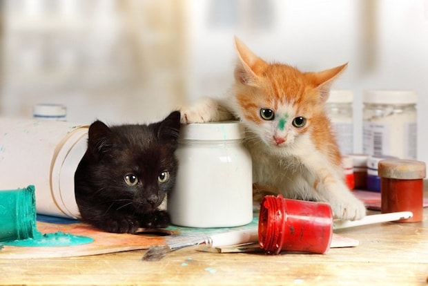 画材の乗ったテーブルで遊ぶ2匹の子猫