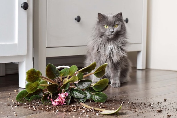 割れた鉢植えと猫