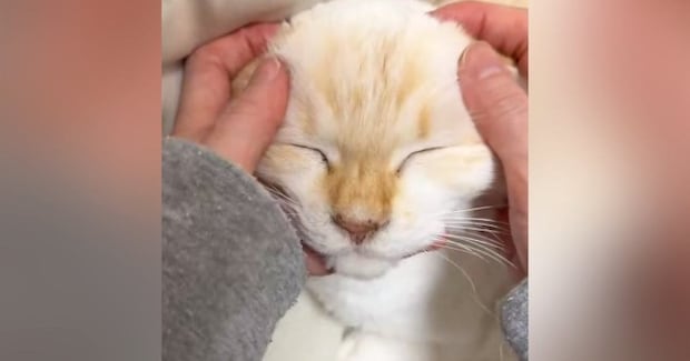 猫の顔をやさしく撫でると『かわいい声』が漏れてきて…幸せが伝わる『尊い瞬間』に１万いいね「ずっと見ていられる」「一生やっていたい」