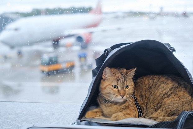空港で便を待つ猫