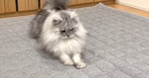 カーペットを交換していると、猫たちが興味津々な様子で…『可愛らしい反応』に癒される人が続出「テンション高めｗ」「個性が出るね」
