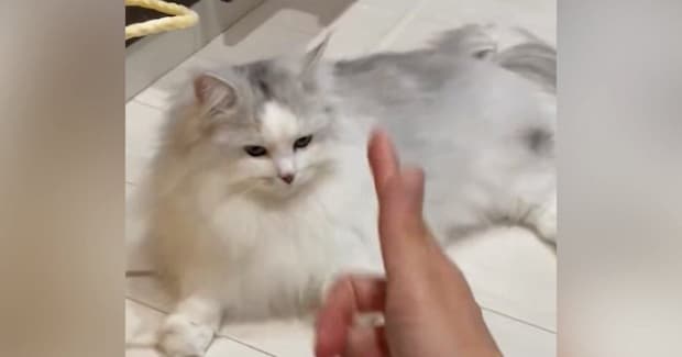 猫に指で『バーン』と撃つふりをした結果→ワンテンポ遅れて……まさかの『名演技』に1万いいね「長い間がいいね」「大正解」と反響