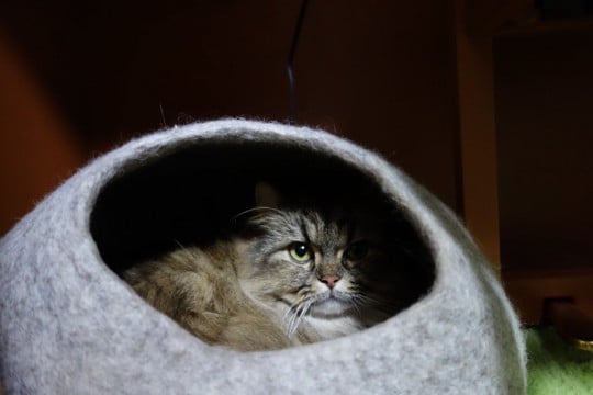 猫の『目が回っている』ときに考えられる原因5つ 病気の可能性から適切な対処法まで解説