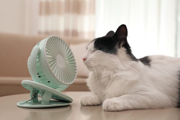 卓上扇風機にあたる猫