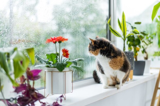 雨の日の窓辺の猫