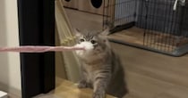 猫じゃらしを『お気に入りの場所に持っていきたい猫』vs『全く動かないパパ』…微笑ましい戦いの様子に『癒される』と反響「かわいいｗ」